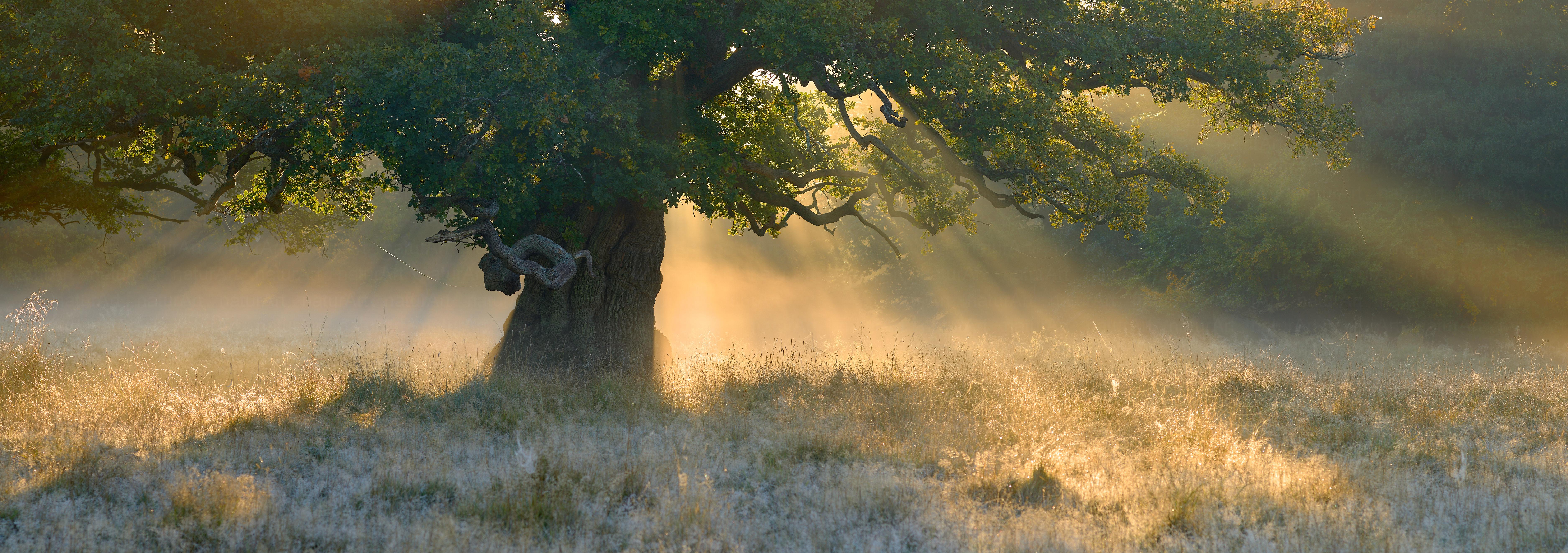 Az öreg tölgy és a nap lehelete