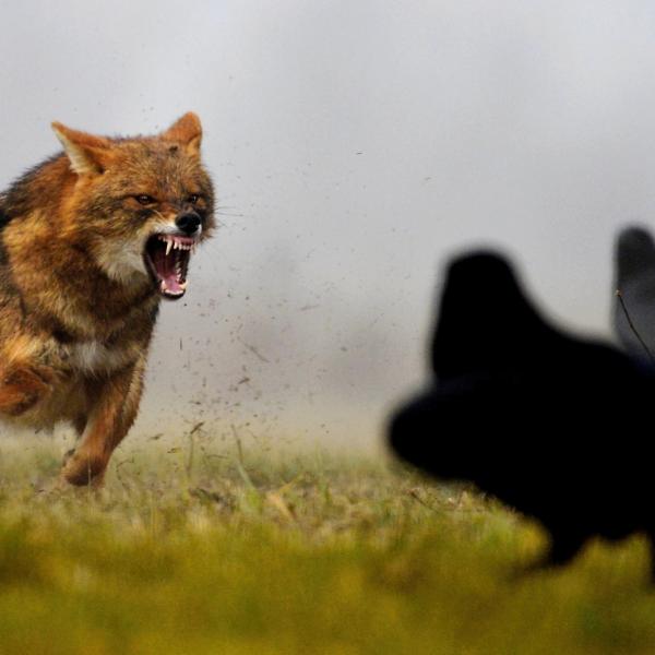 Háromlábú veszedelem