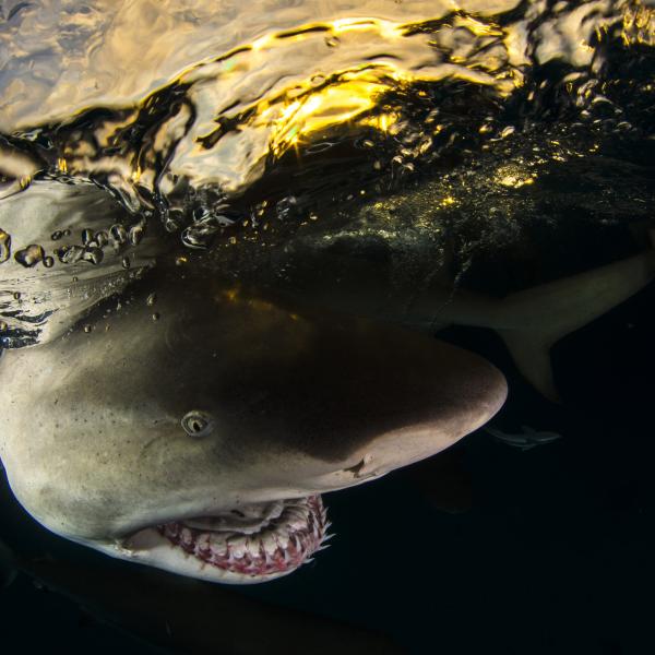 Citromcápa naplementében