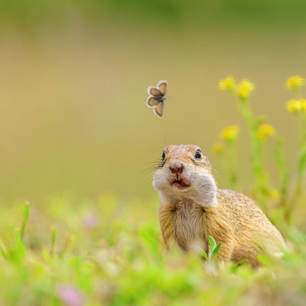 Ki rendelt pillangót?