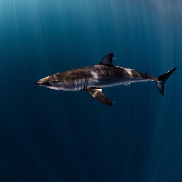Mako in the Blue