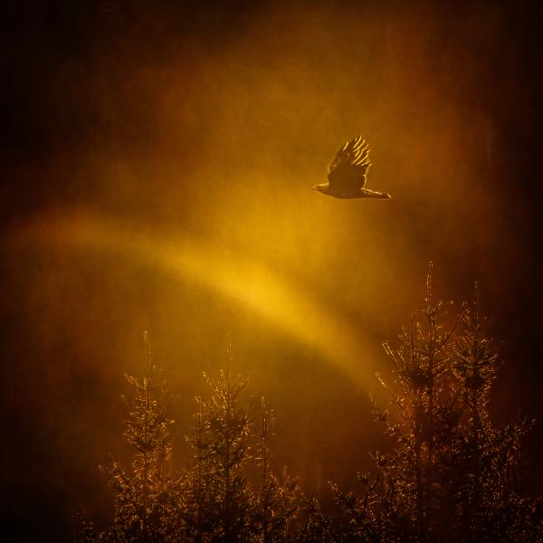 Szirti sas aranyfényben