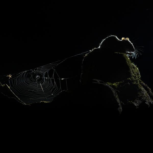 Rejtett feszültség