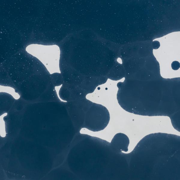 Hozd vissza, kiskutyám!